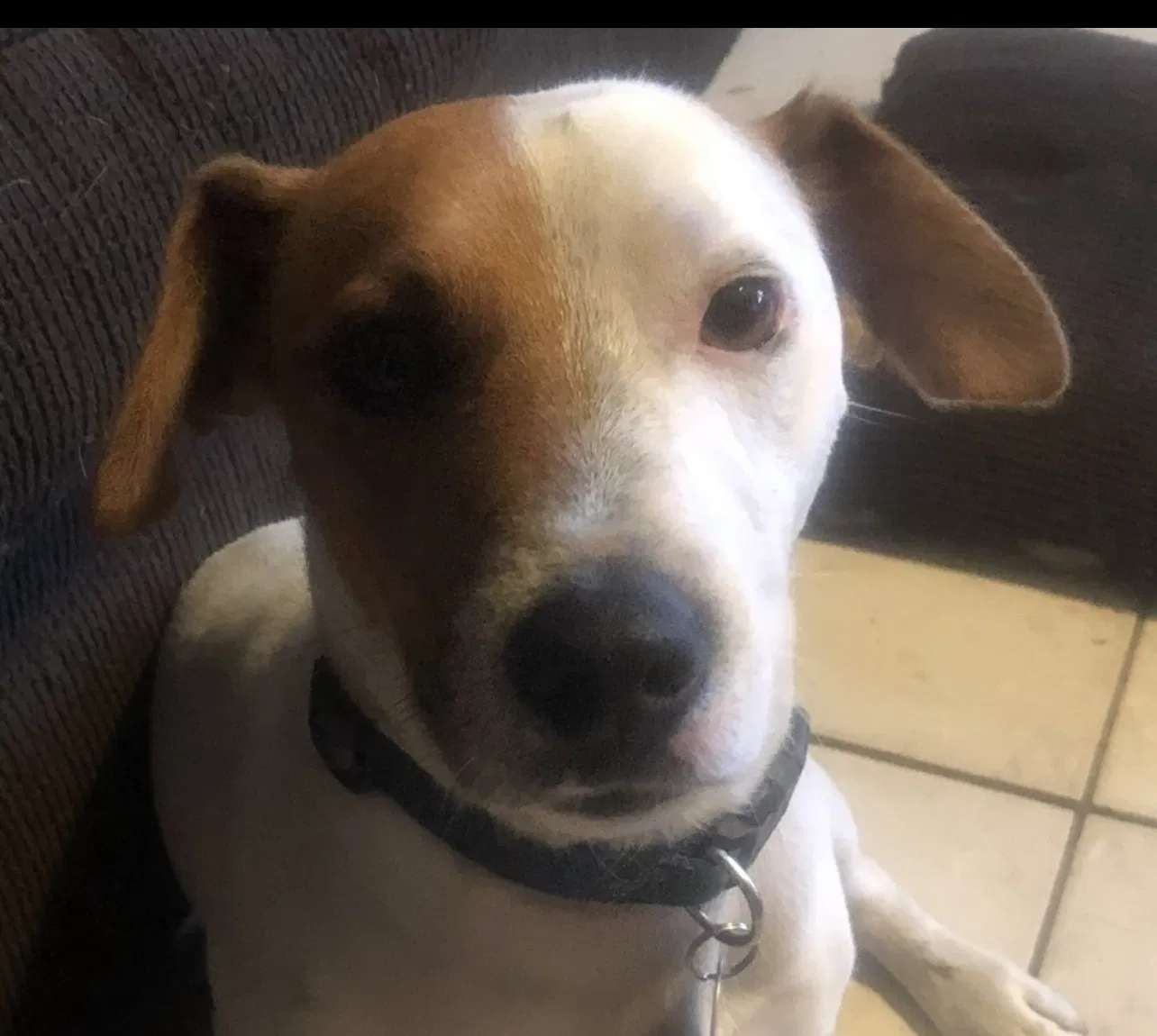Lost dog in Chula Vista, CA, 91910