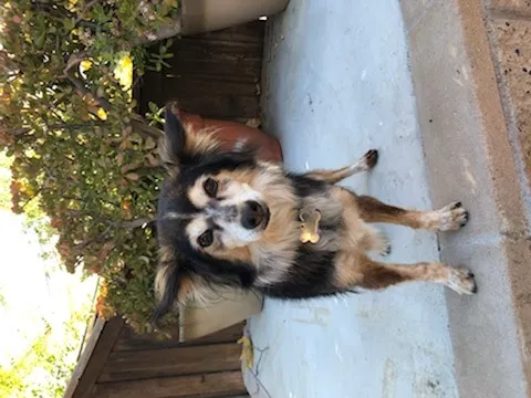 Lost dog in Temecula, CA, 92591