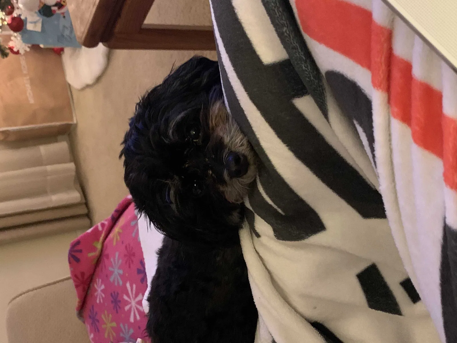 Lost dog in Atlanta, GA, 30310