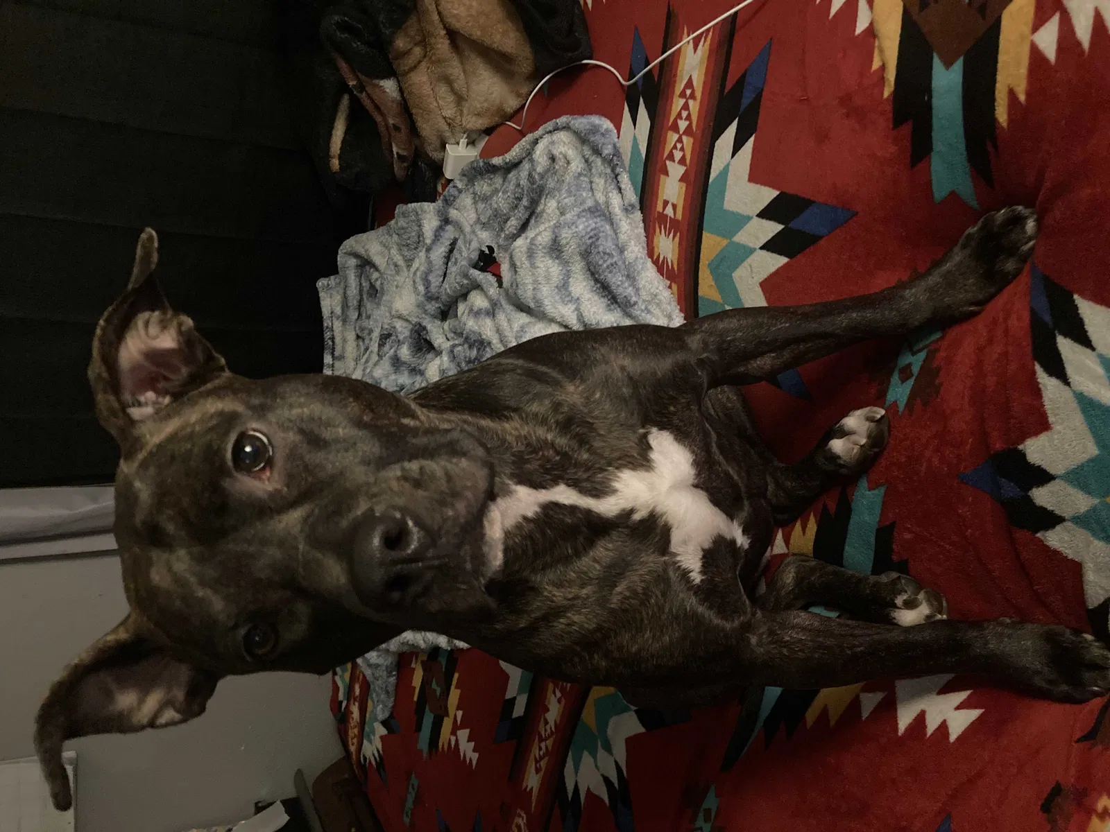 Lost dog in Albuquerque, NM, 87108