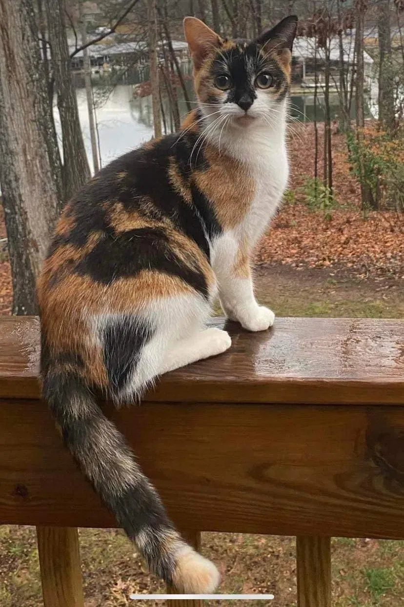 Lost cat in Fort Mill, SC, 29708