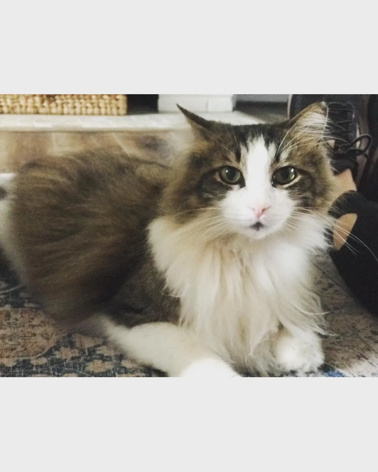 Lost cat in Mount Berry, GA, 30149