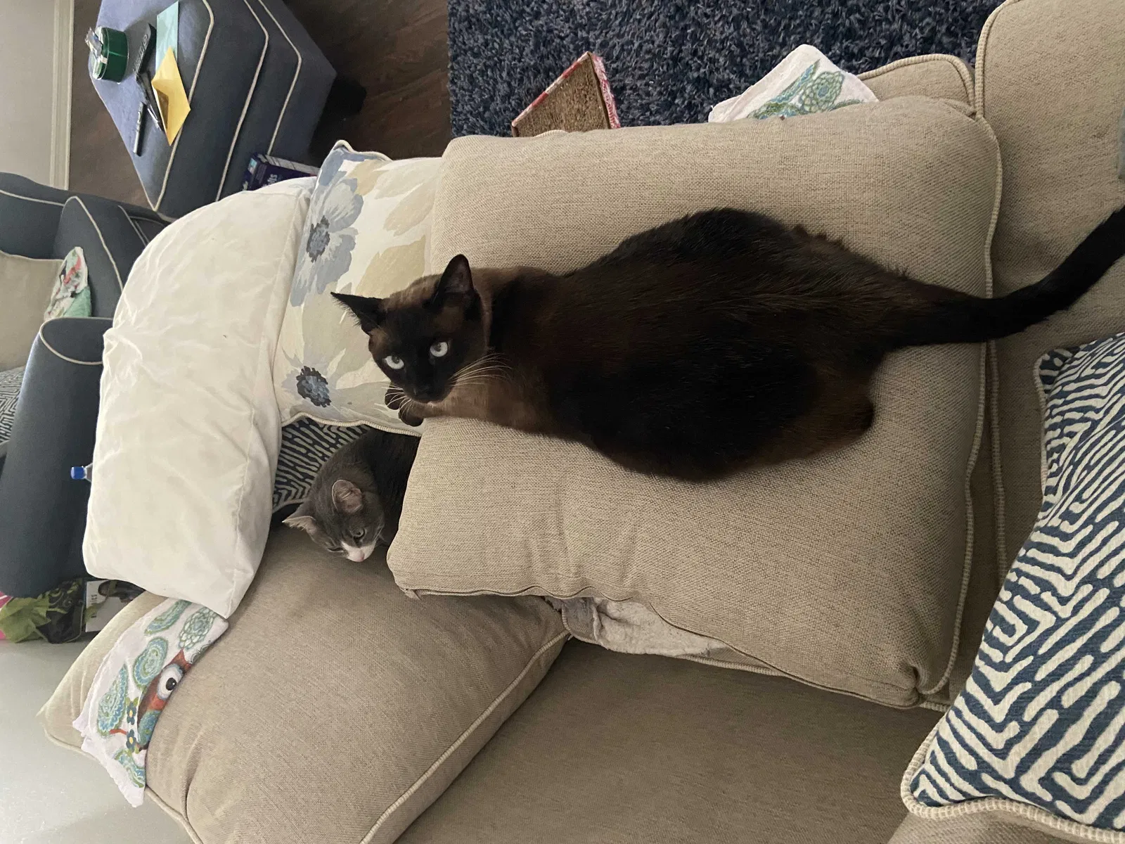 Lost cat in Jacksonville, FL, 32244