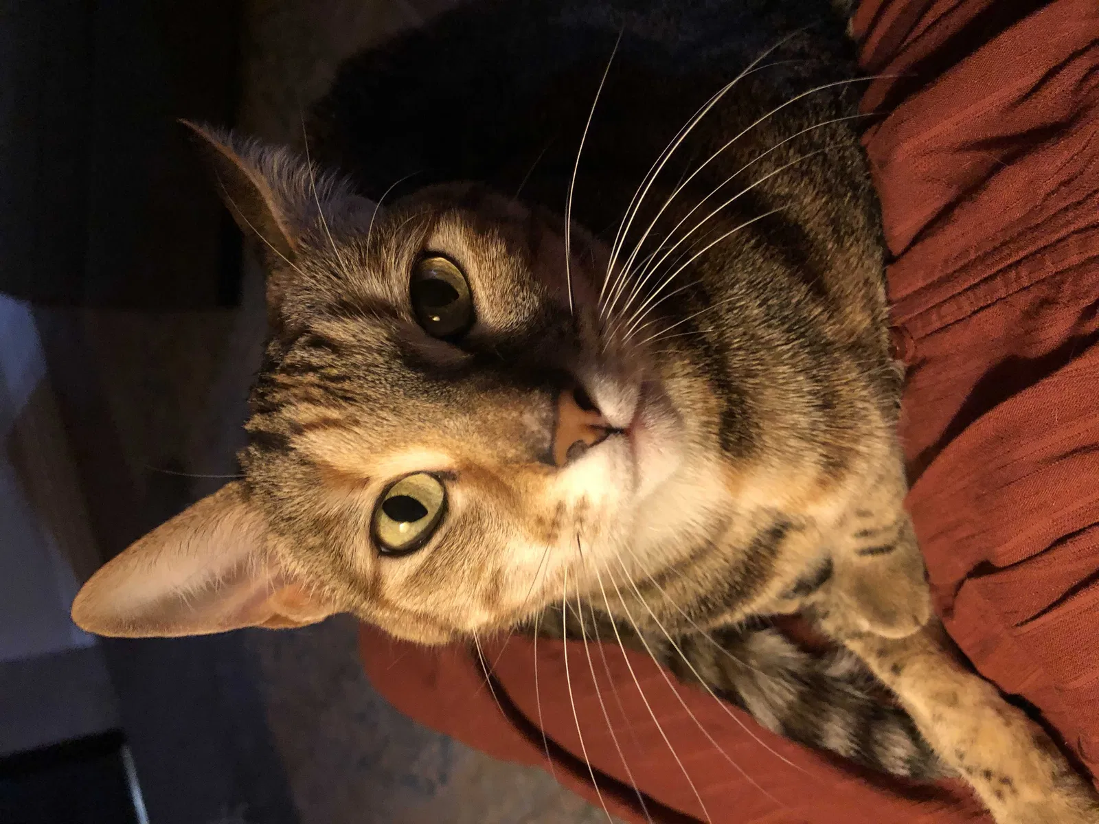 Lost cat in Henderson, NV, 89012
