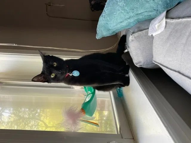 Lost cat in Fairfax, VA, 22030
