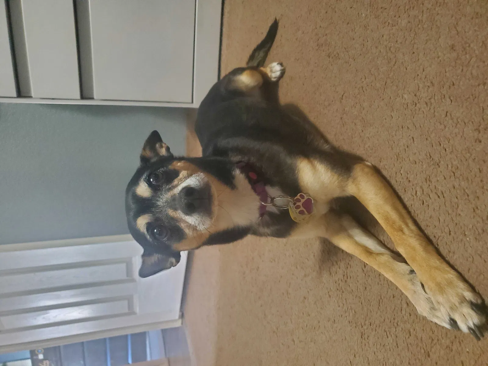 Lost dog in Colorado Springs, CO, 80923