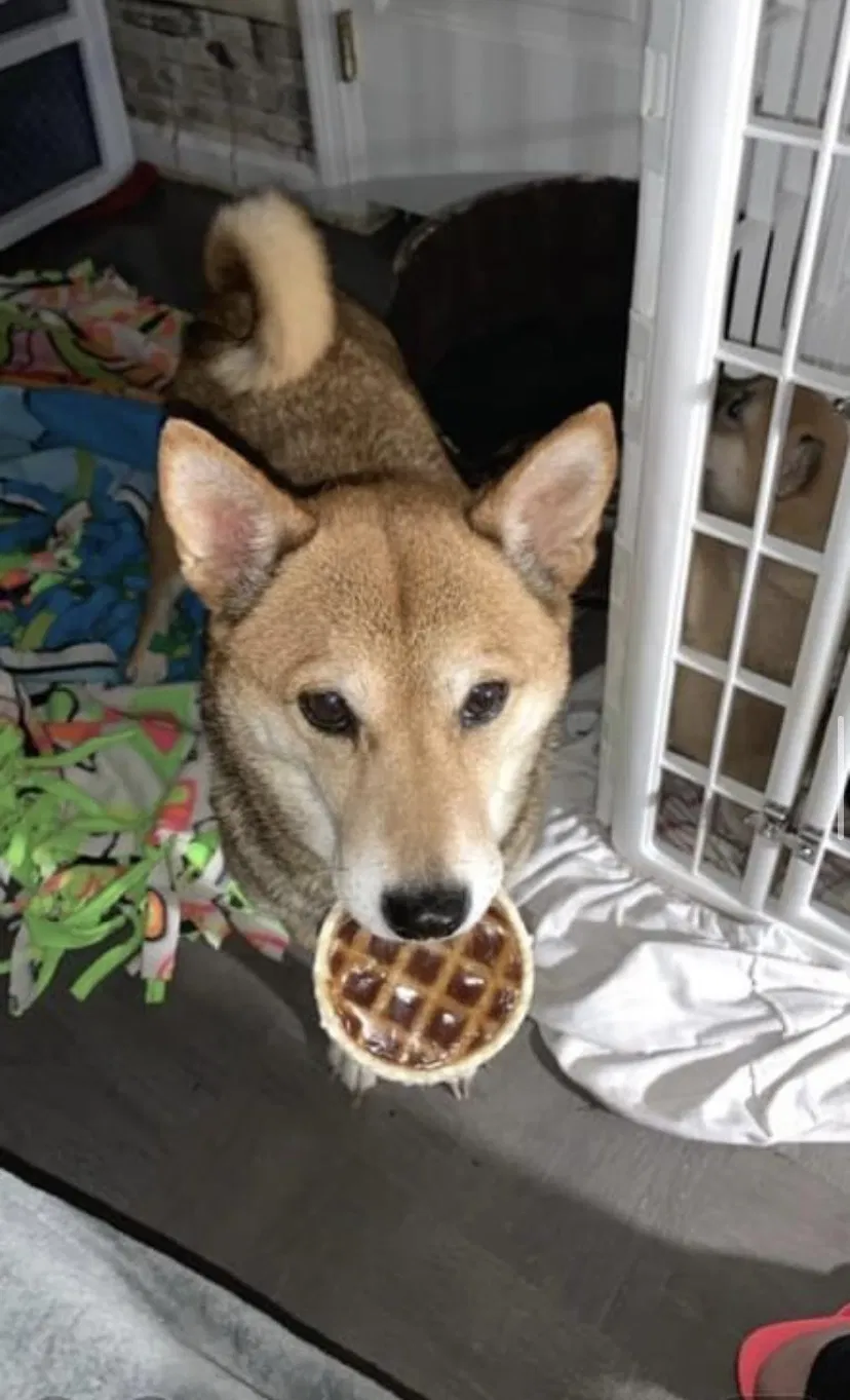 Lost dog in Dayton, OH, 45426