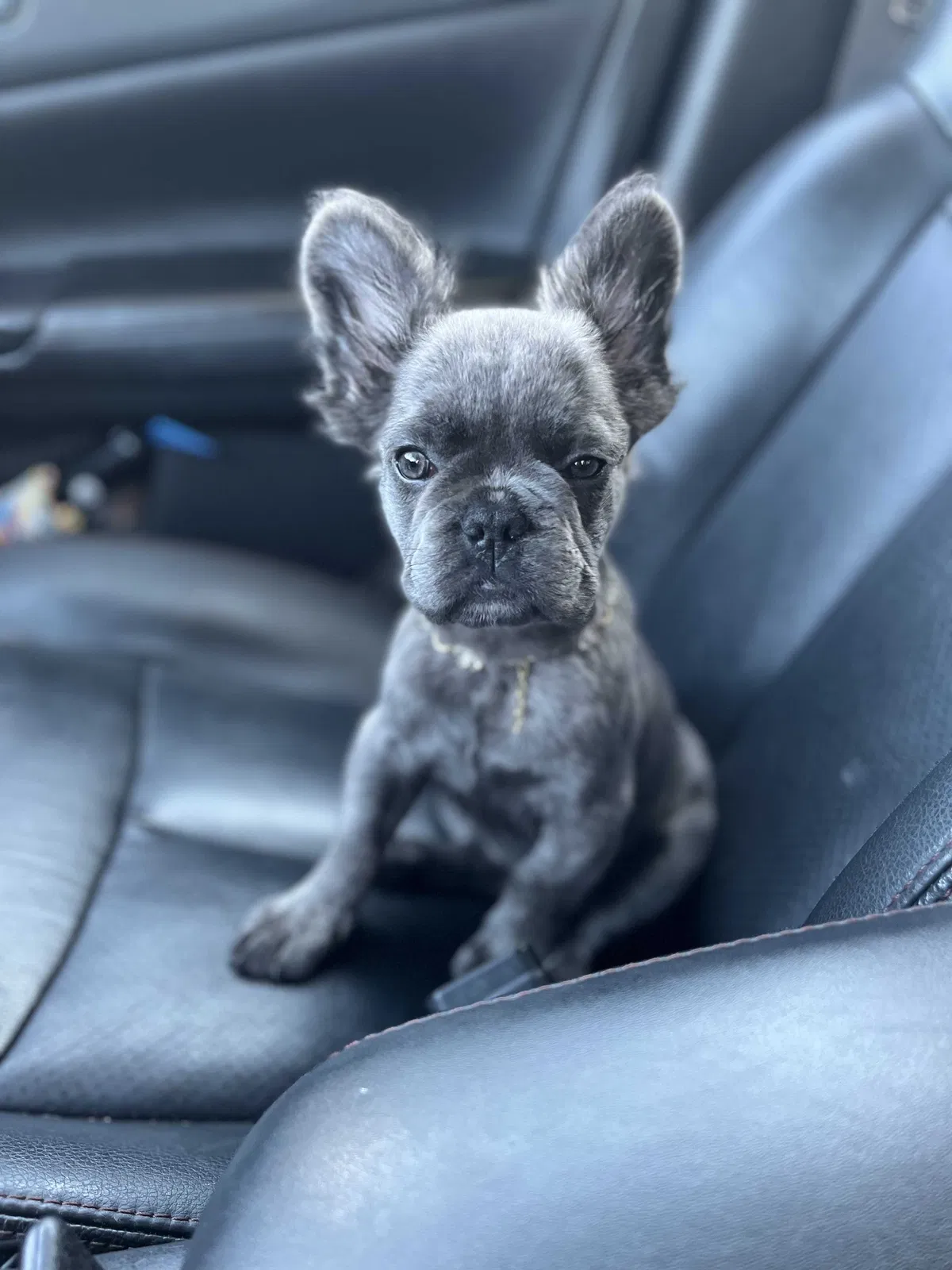 Lost dog in Garland, TX, 75043