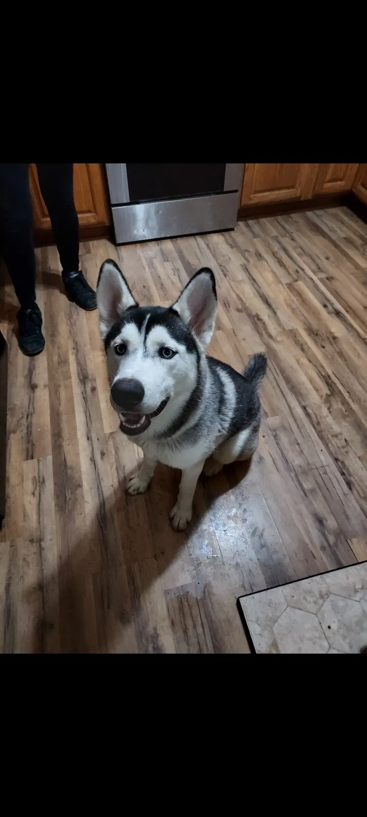 Lost dog in Ottawa Lake, MI, 49267