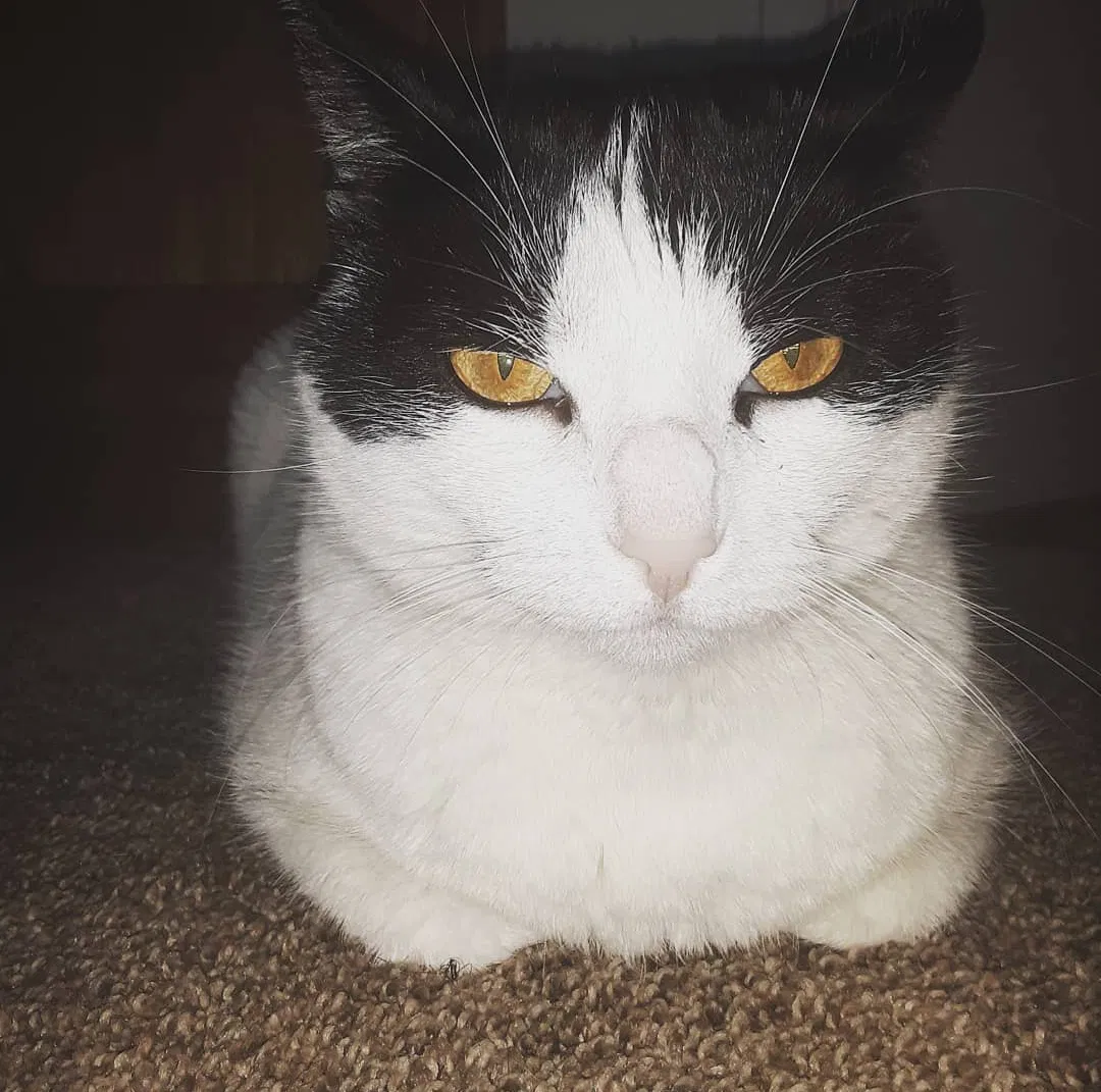 Lost cat in San Pedro, CA, 90731