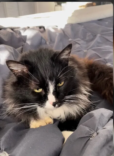 Lost cat in Lugoff, SC, 29078