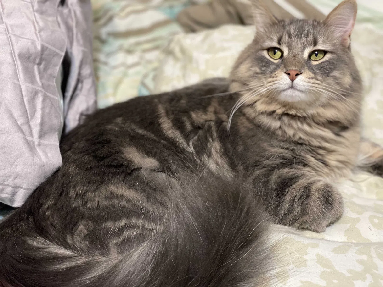 Lost cat in Raeford, NC, 28376
