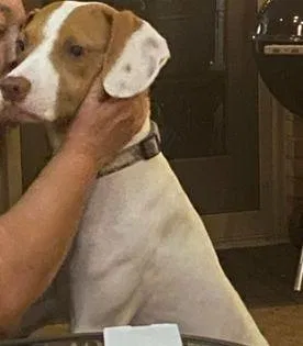 Lost dog in Dayton, OH, 45459