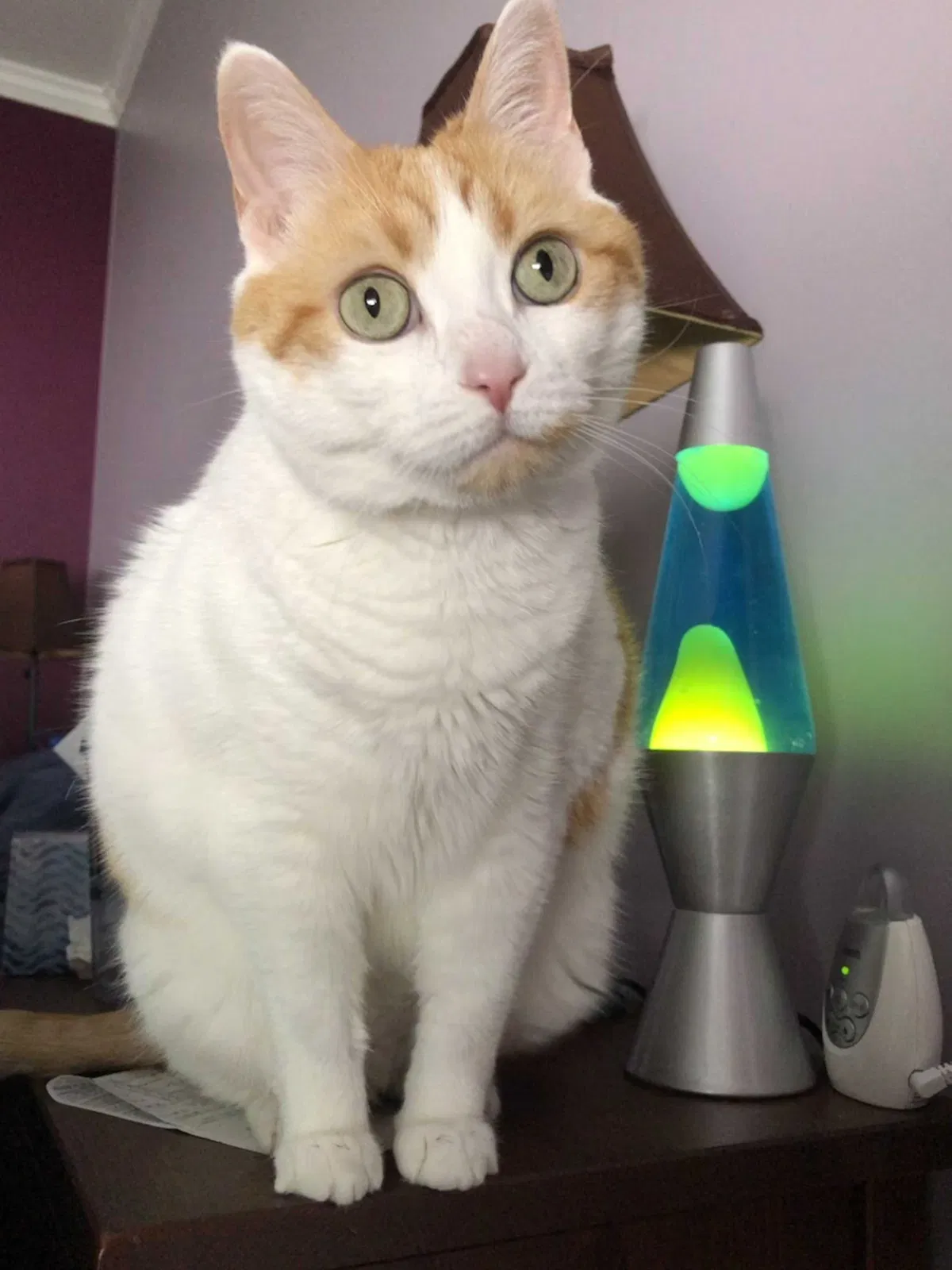Lost cat in Grover, MO, 63040