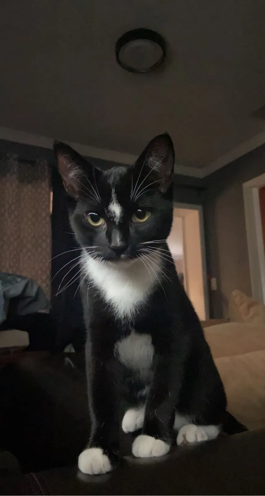 Lost cat in Port Saint Lucie, FL, 34983