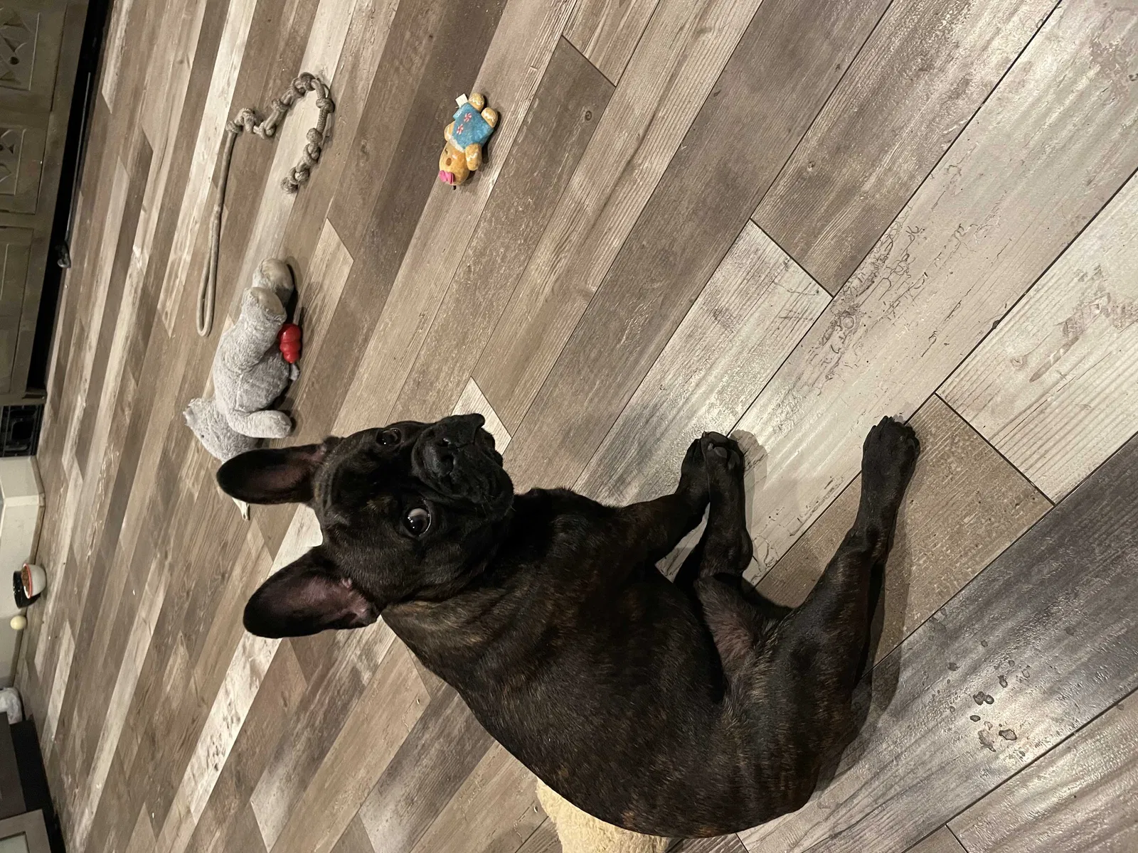Lost dog in Long Beach, CA, 90808
