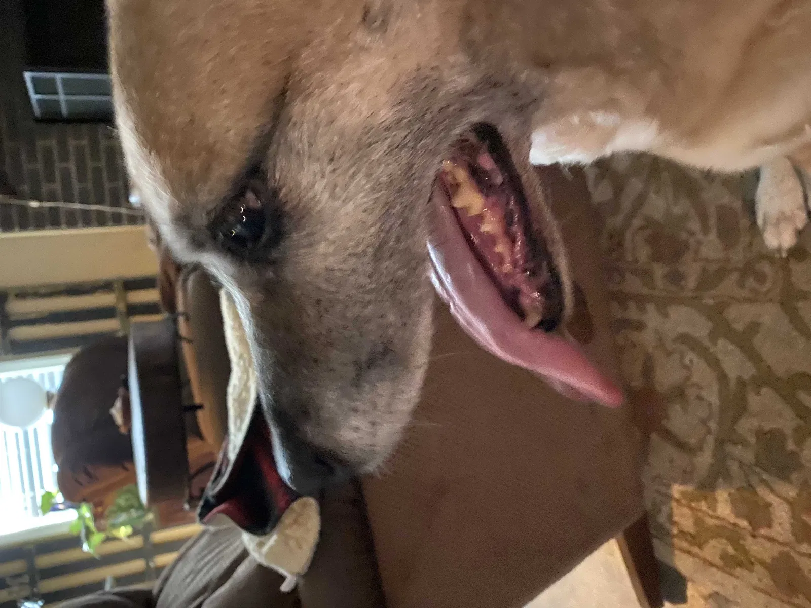 Found dog in Conway, AR, 72034