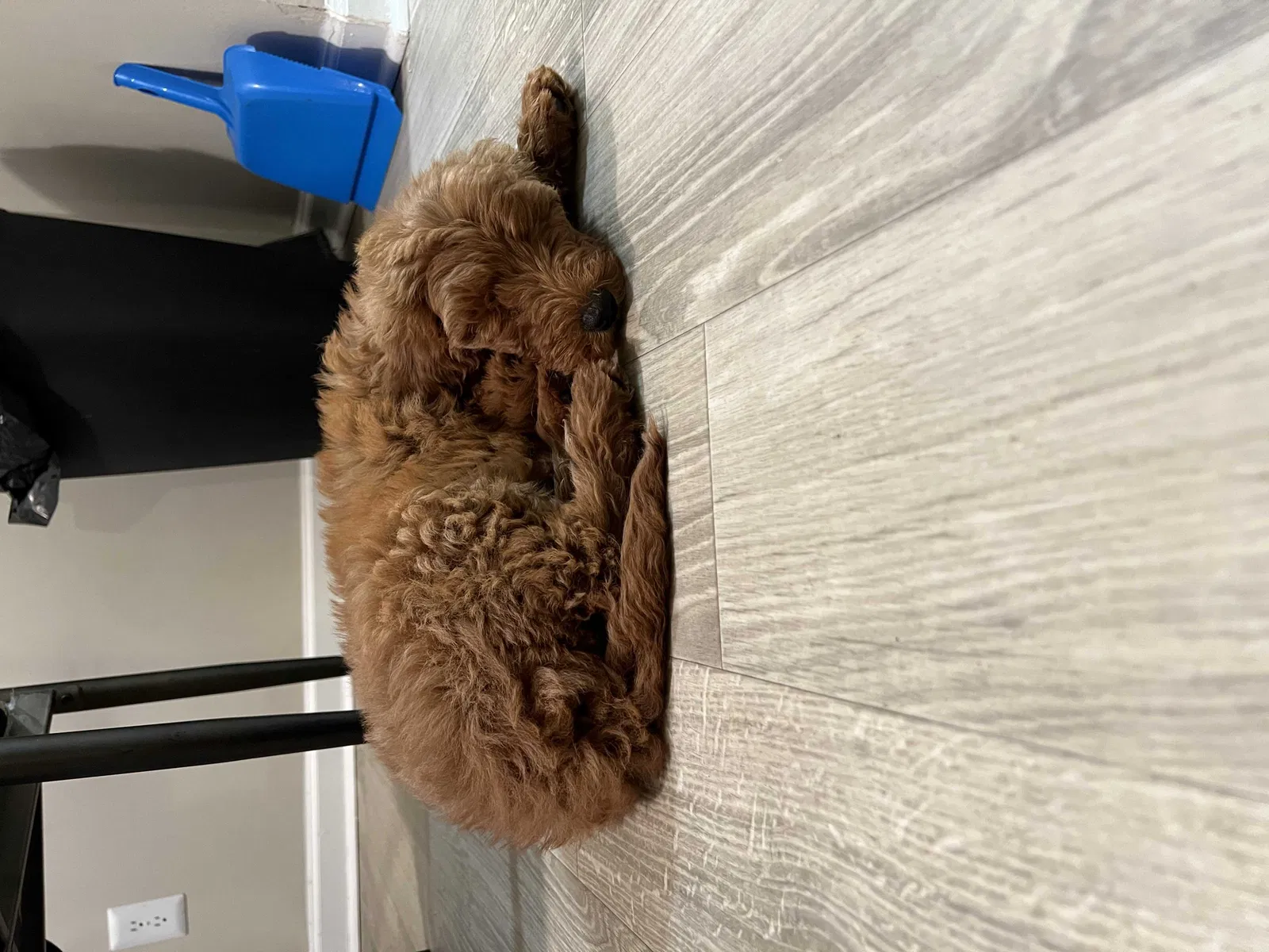 Lost dog in Birmingham, AL, 35212