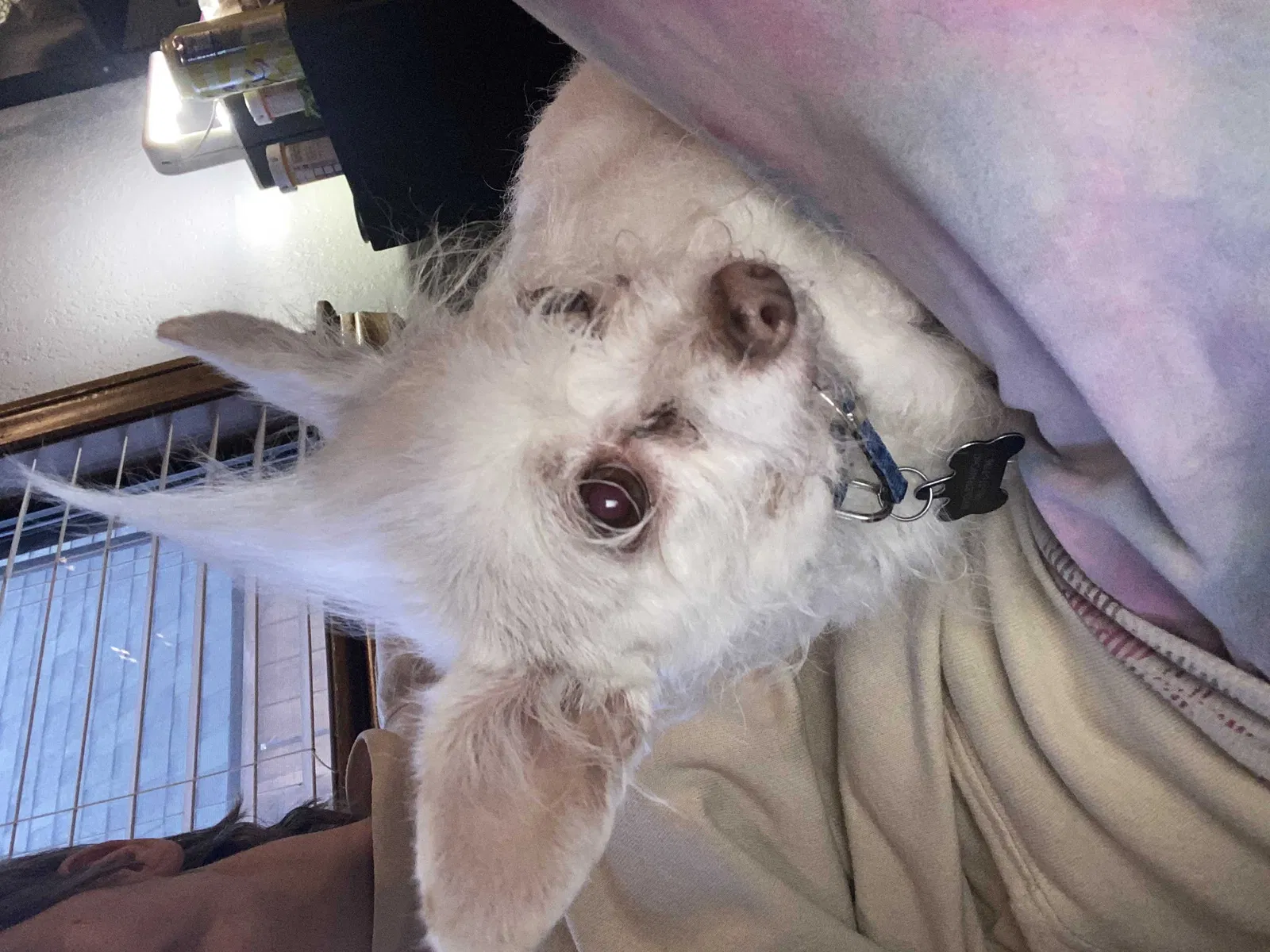 Lost dog in Sugarloaf, CA, 92386