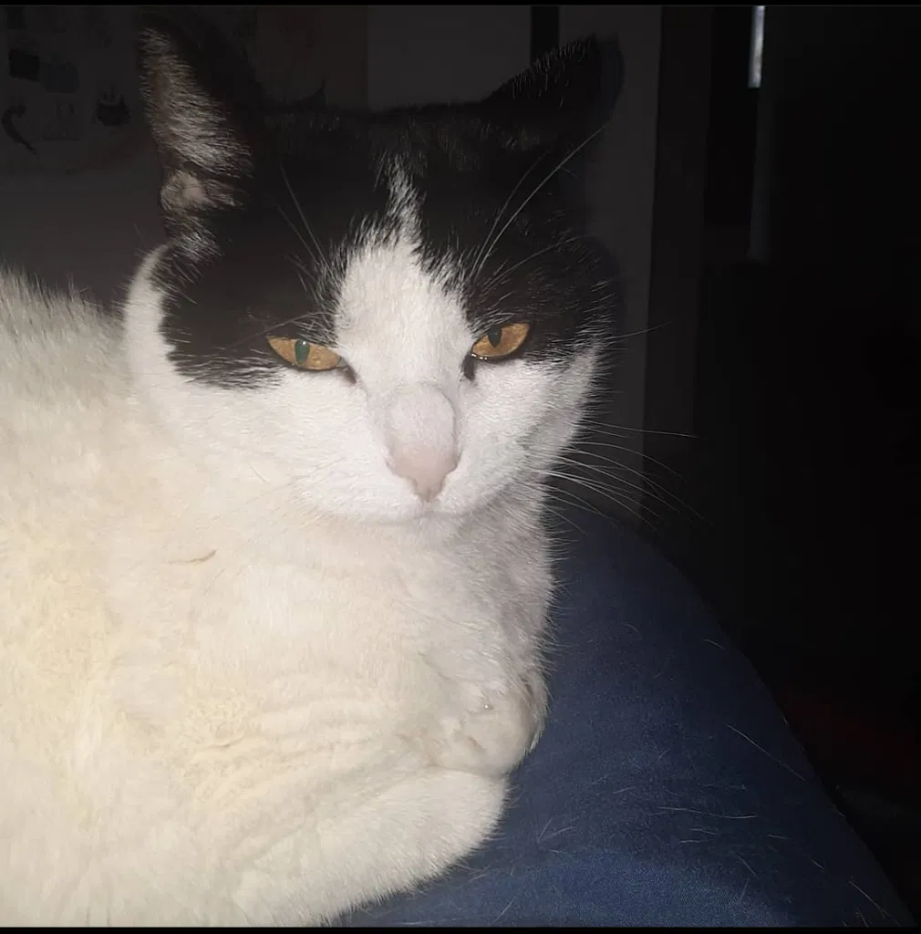 Lost cat in San Pedro, CA, 90731