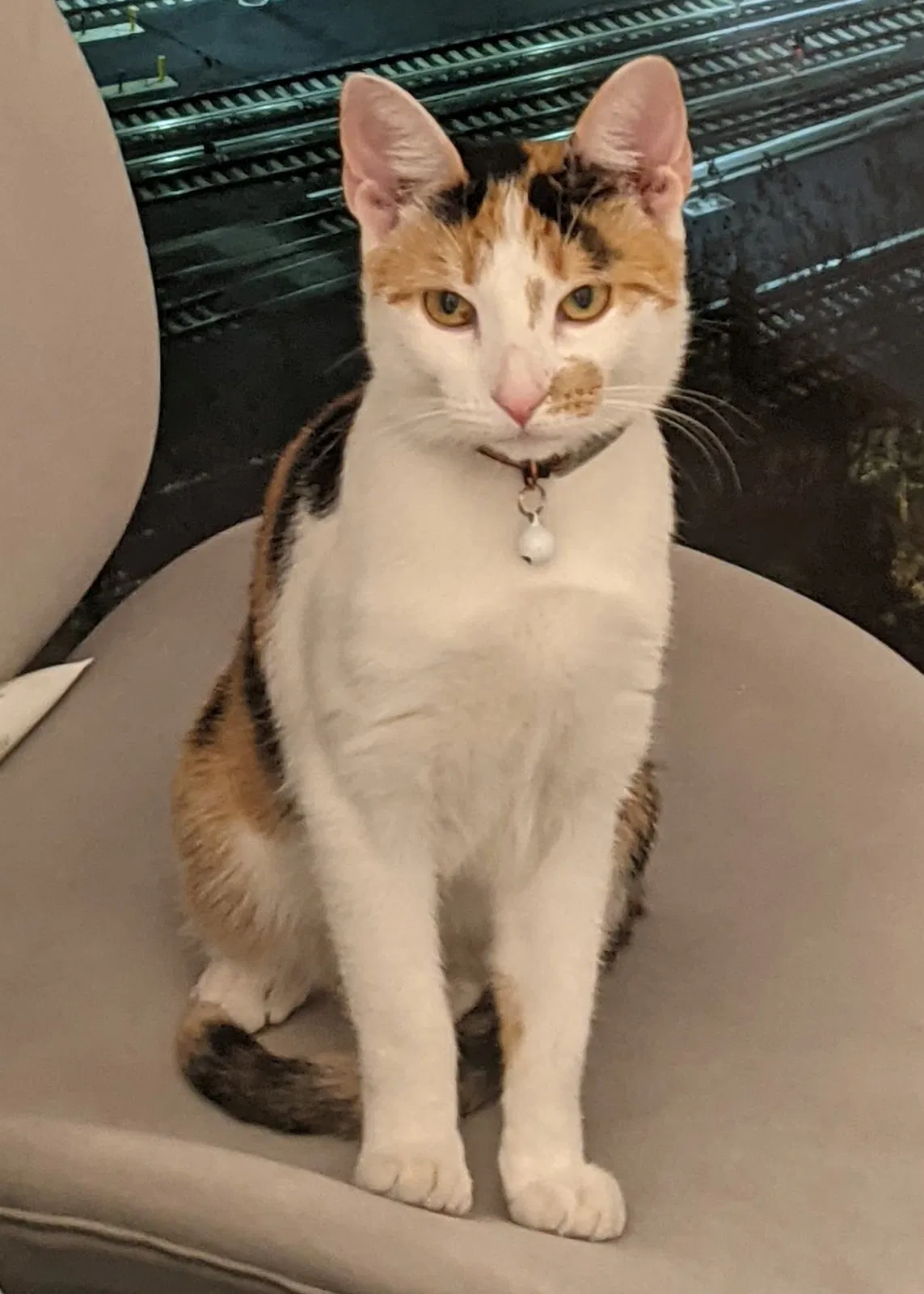 Lost cat in Jackson Heights, NY, 11372