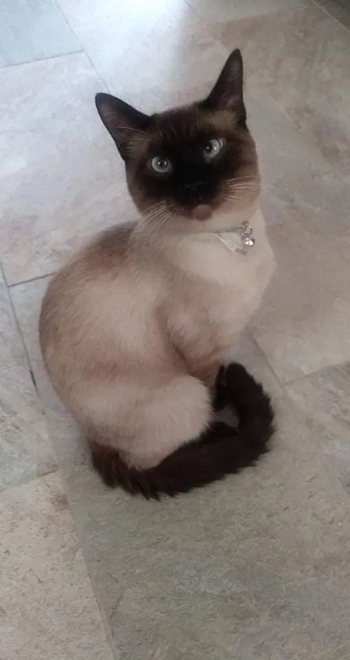 Lost cat in Winton, CA, 95388