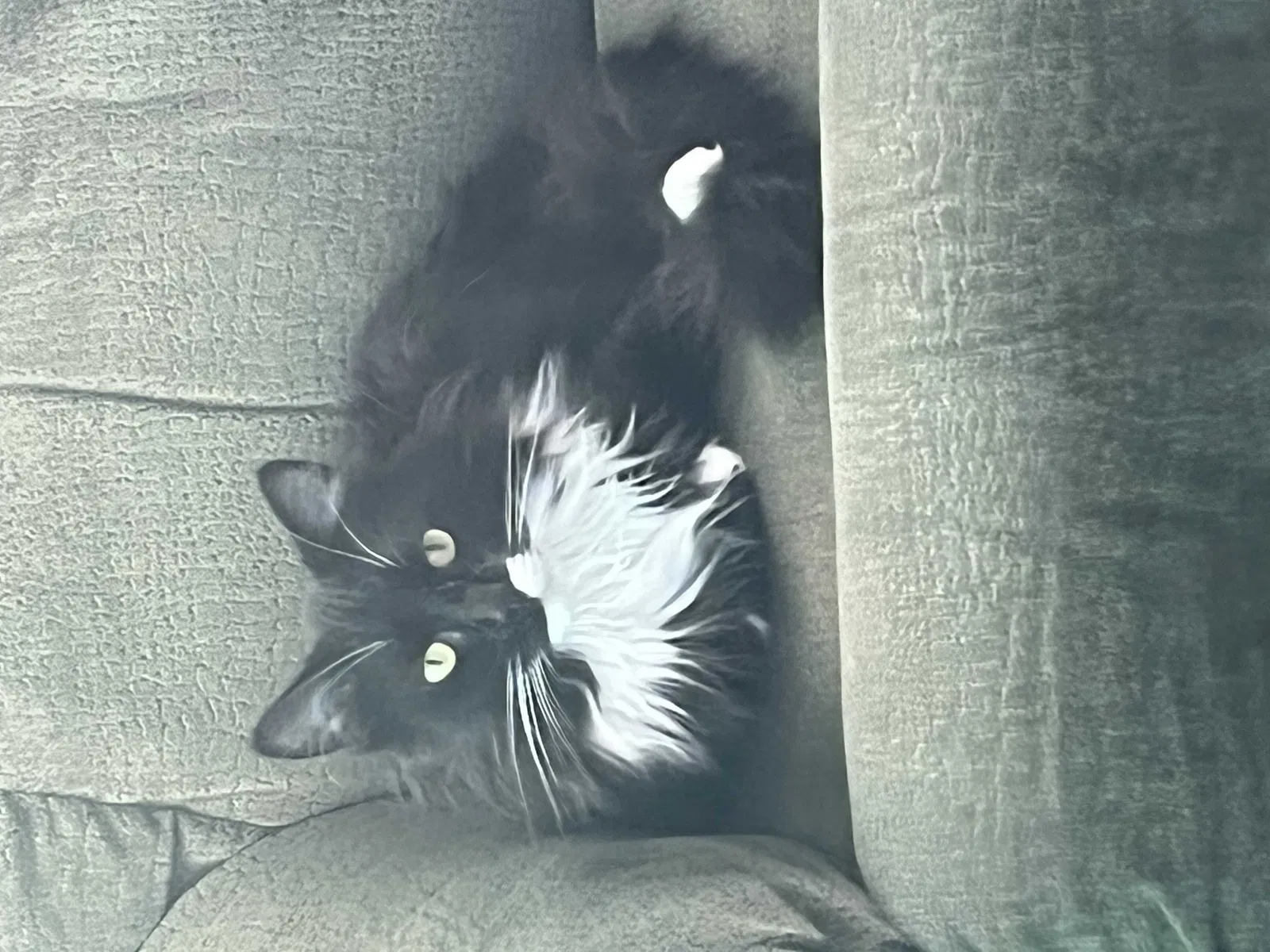 Lost cat in York, PA, 17402