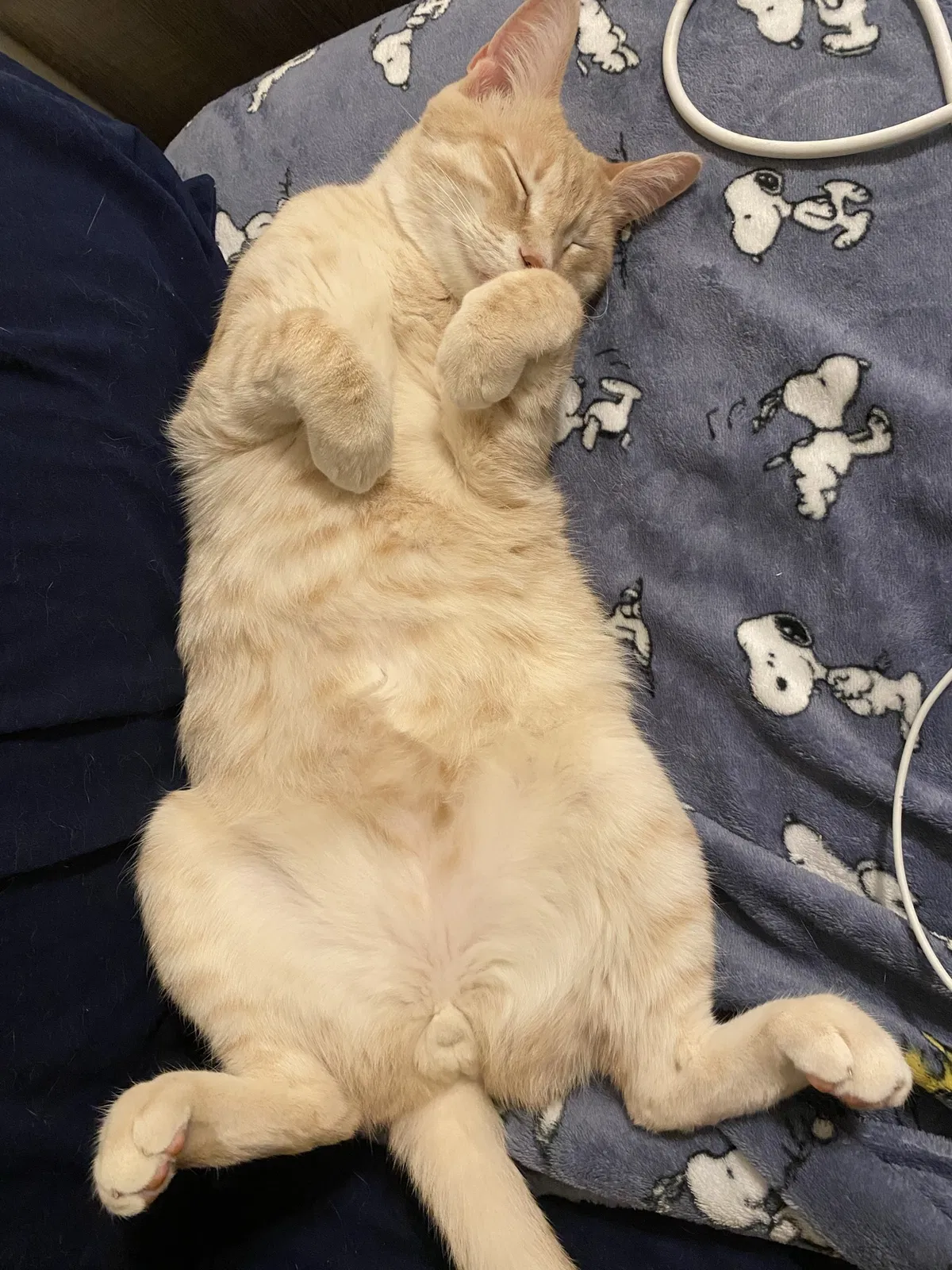 Lost cat in Port Neches, TX, 77651