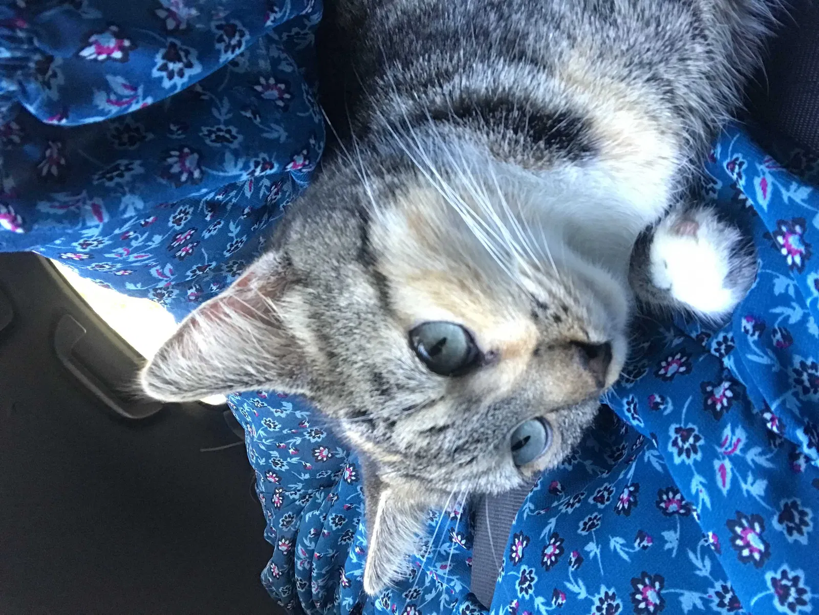 Lost cat in Beaufort, SC, 29906