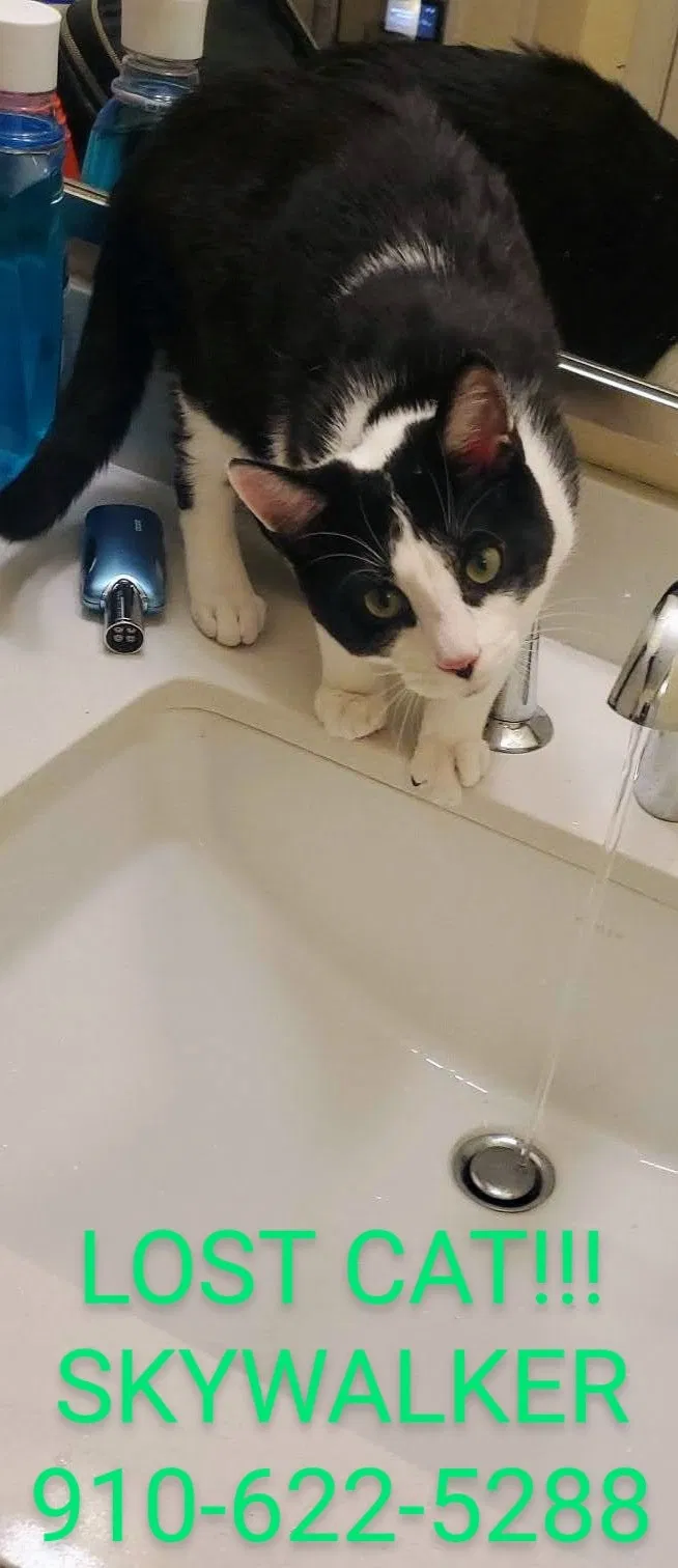 Lost cat in Charlotte, NC, 28217