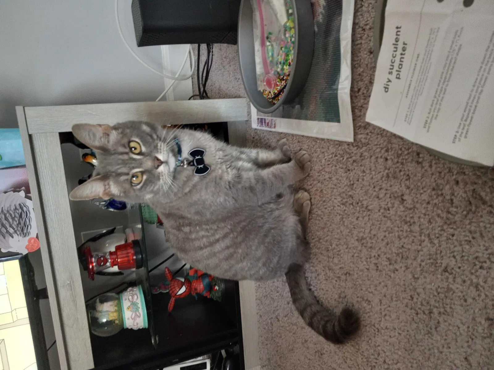 Lost cat in Raleigh, NC, 27604