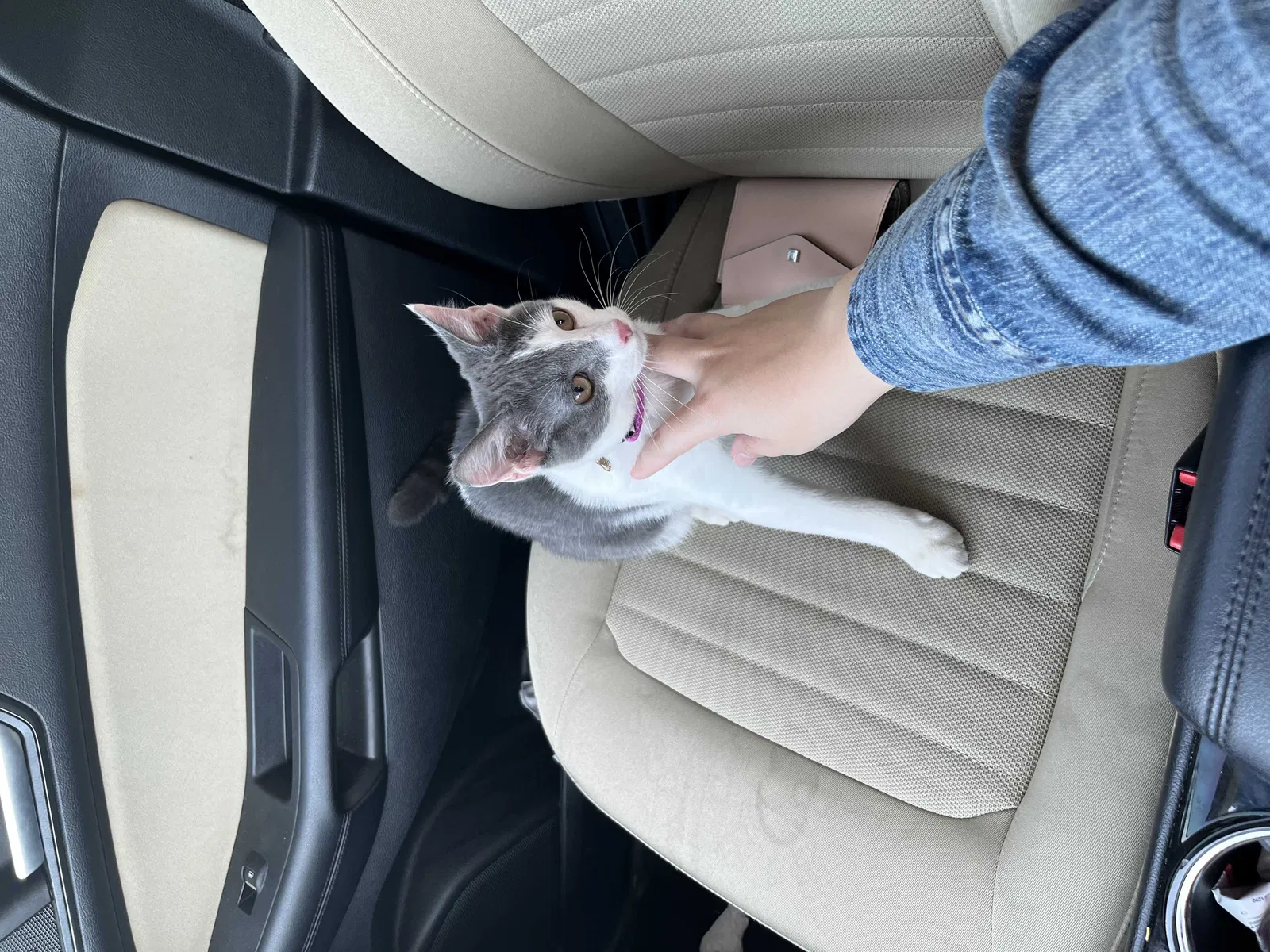 Lost cat in Smyrna, TN, 37167