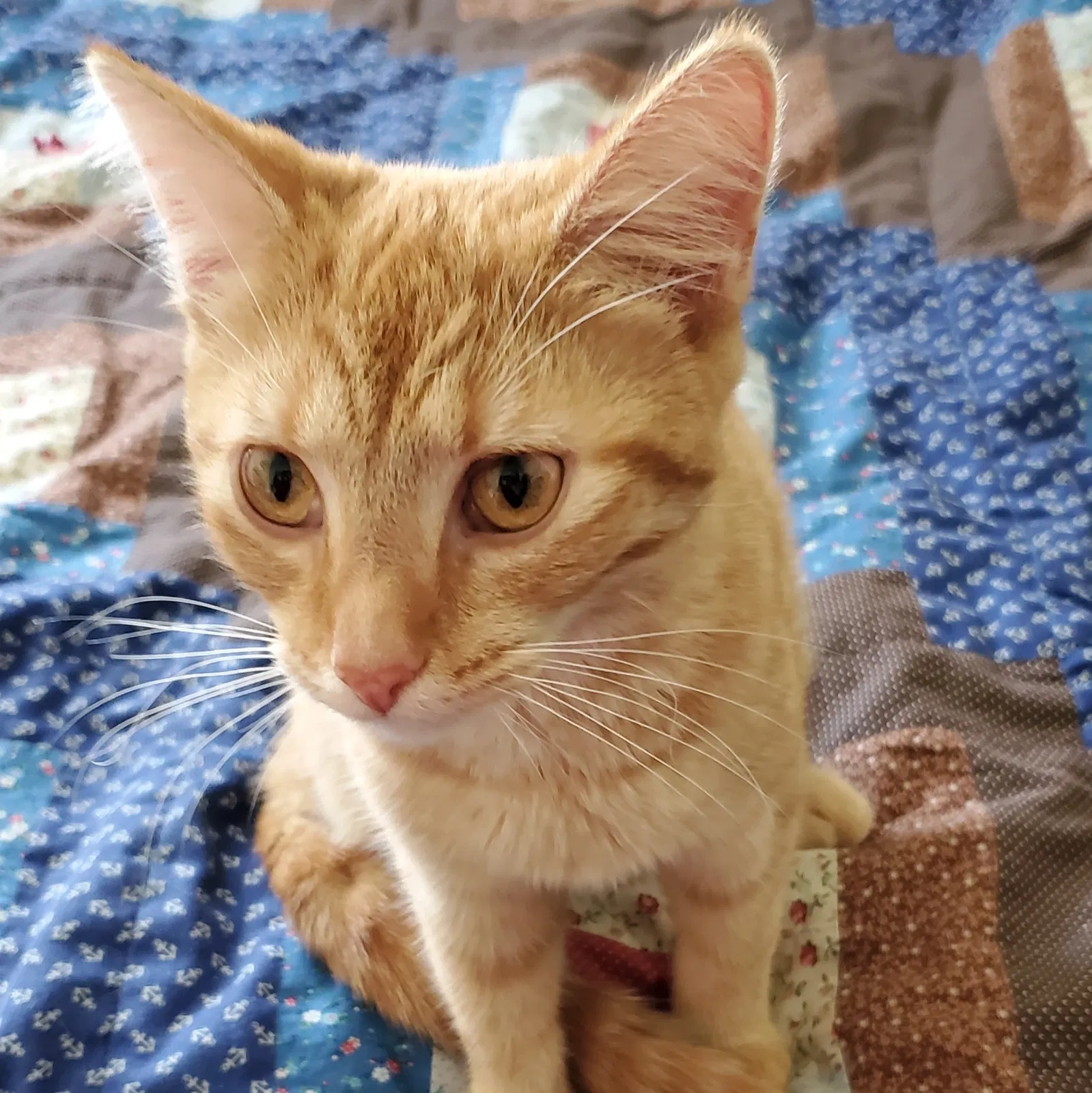 Found cat in Portage, OH, 43451