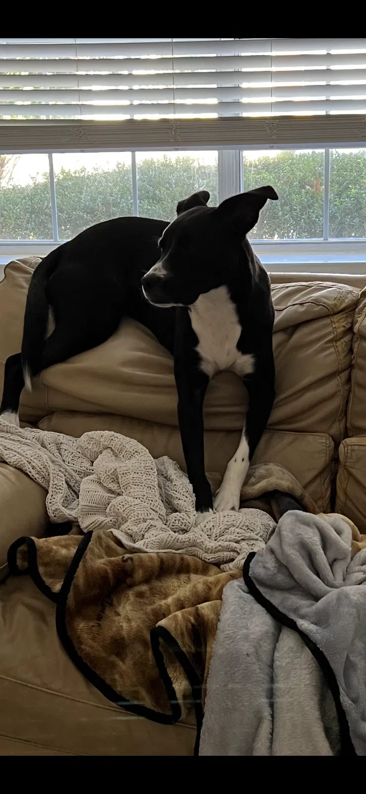 Lost dog in Dallas, TX, 75228