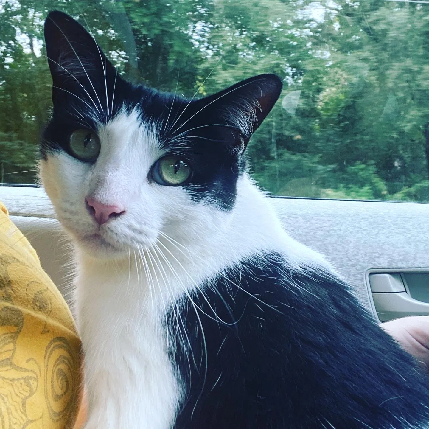 Lost cat in Cameron, NC, 28326