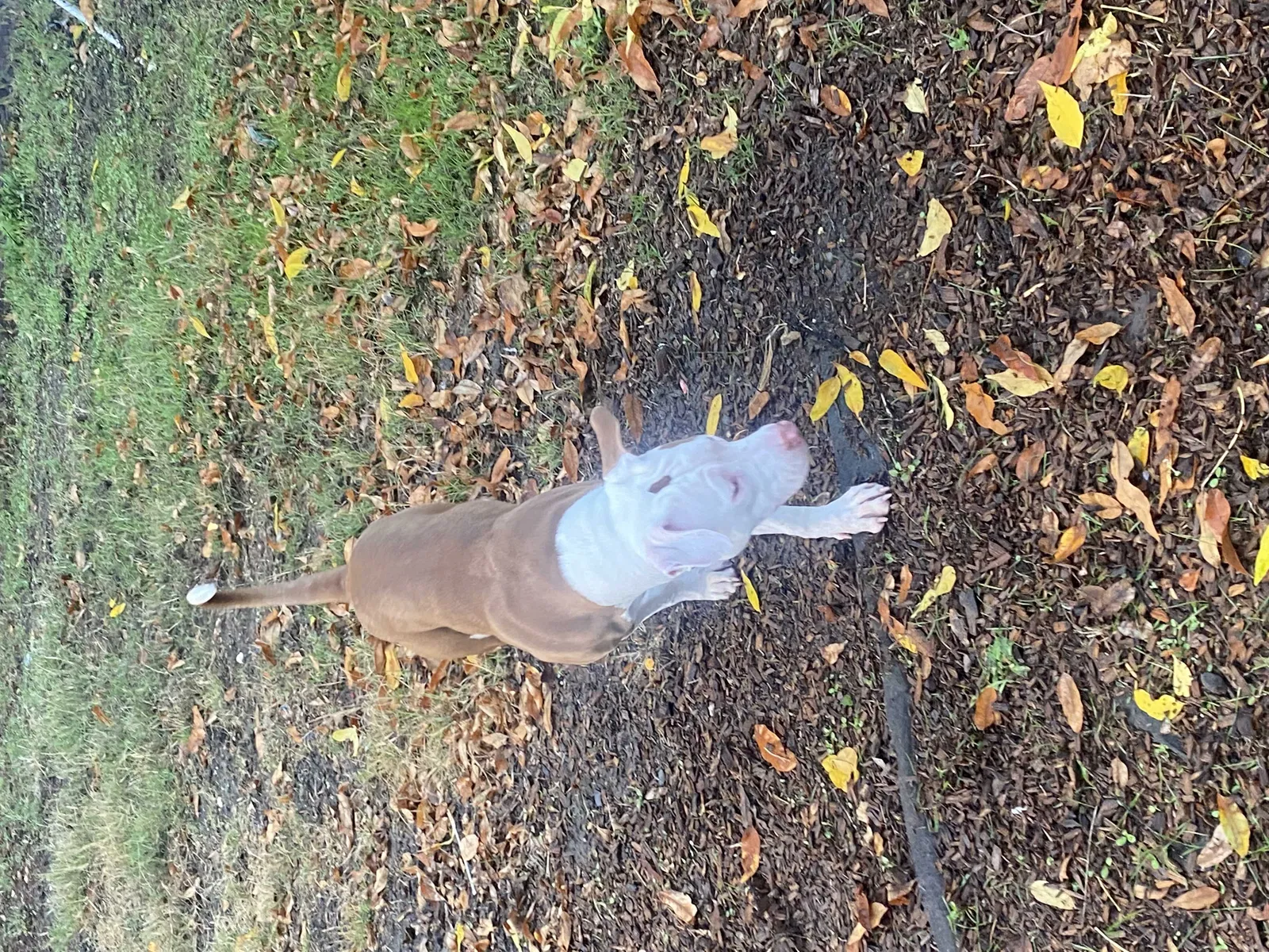Lost dog in Richmond, CA, 94804