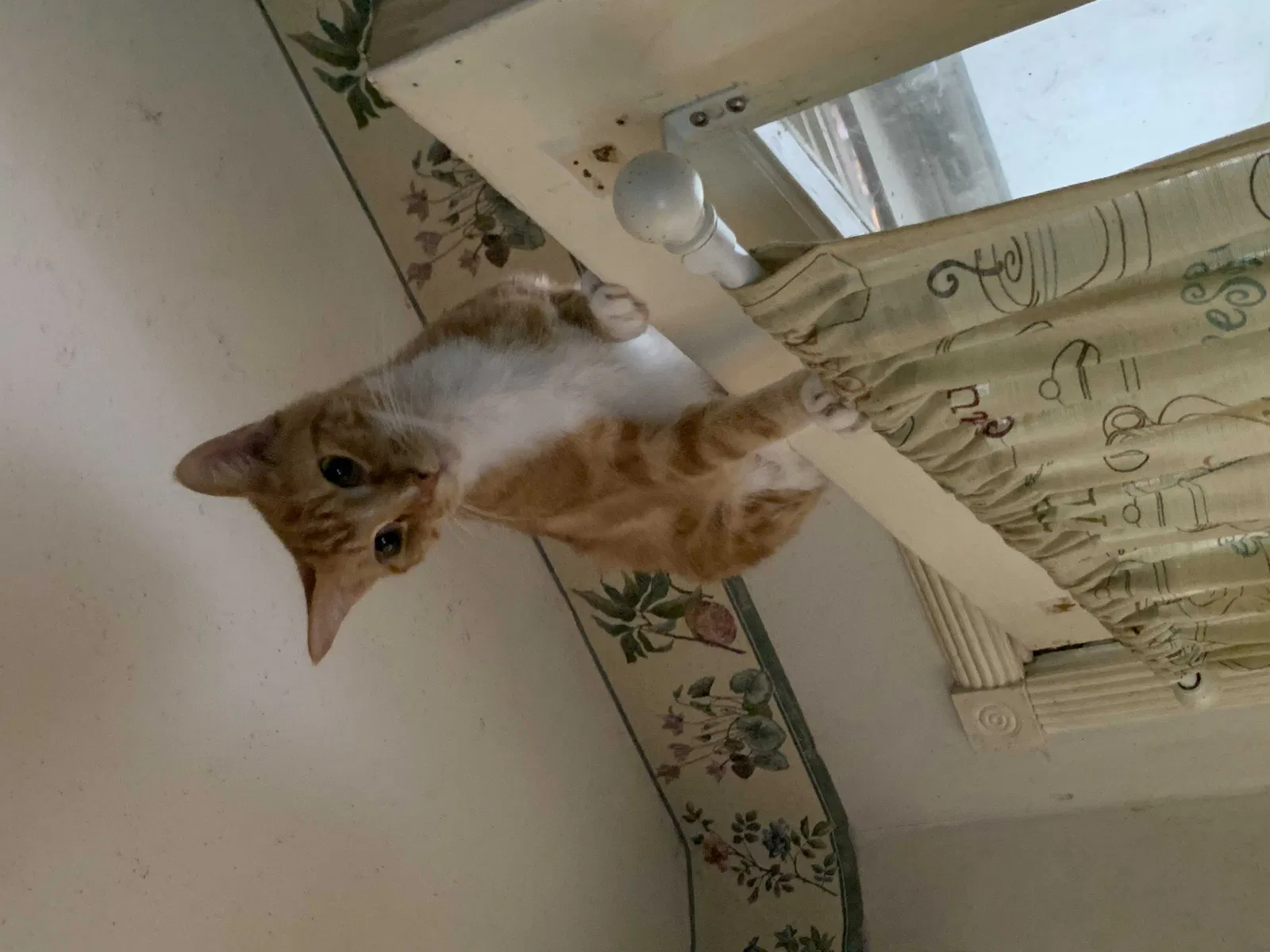 Lost cat in Memphis, TN, 38134