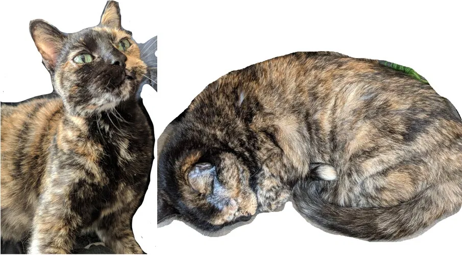 Lost cat in Saint Louis, MO, 63130