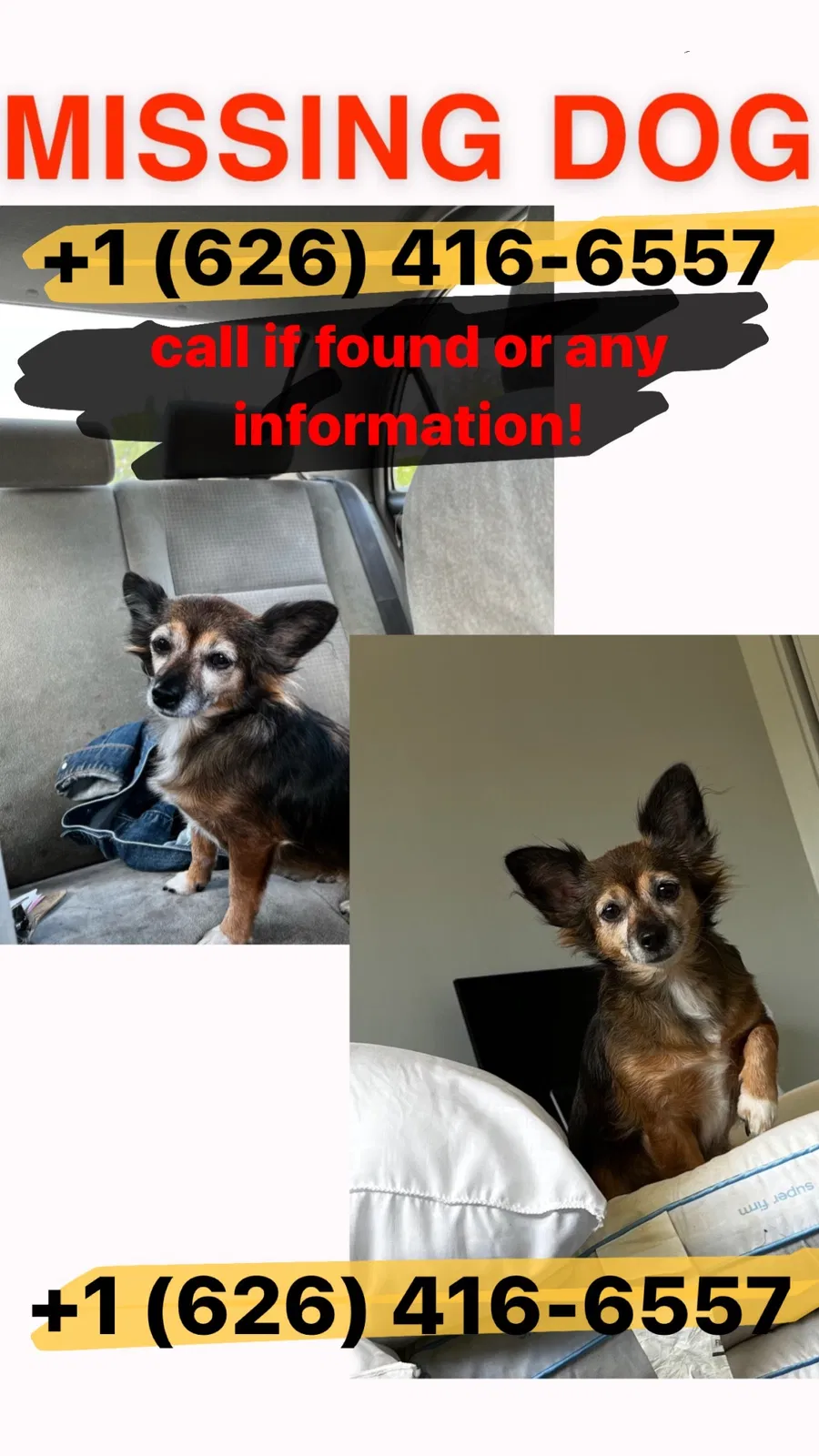 Lost dog in Rowland Heights, CA, 91748