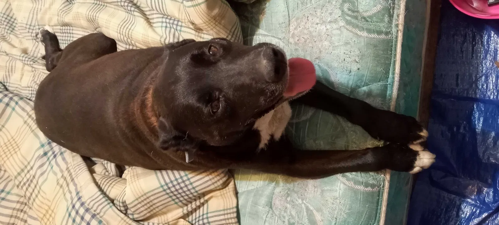 Found dog in Riverbank, CA, 95367