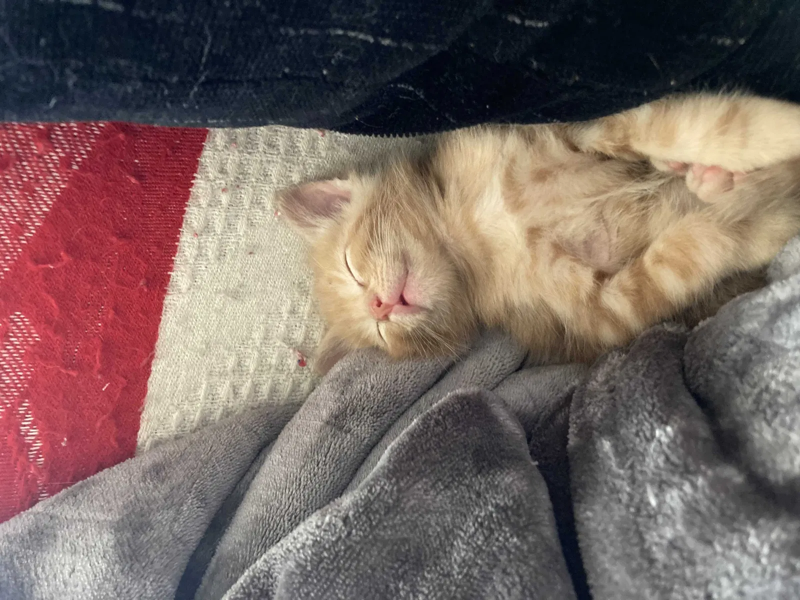 Lost cat in Riverside, CA, 92506