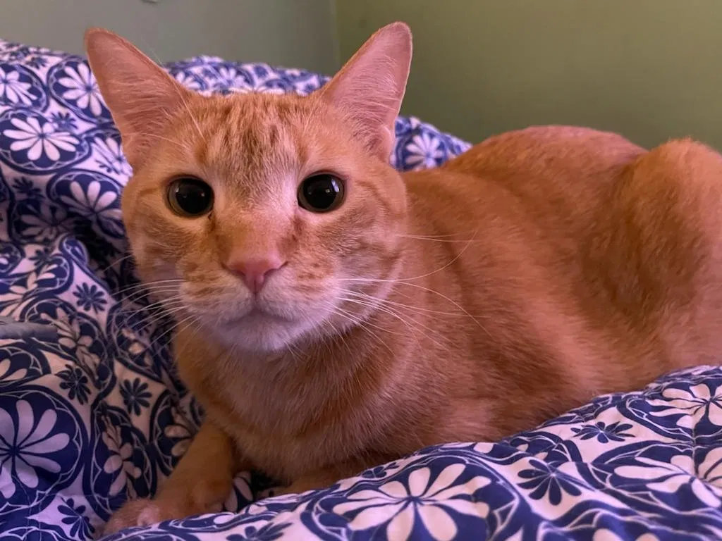 Lost cat in Saint Louis, MO, 63139