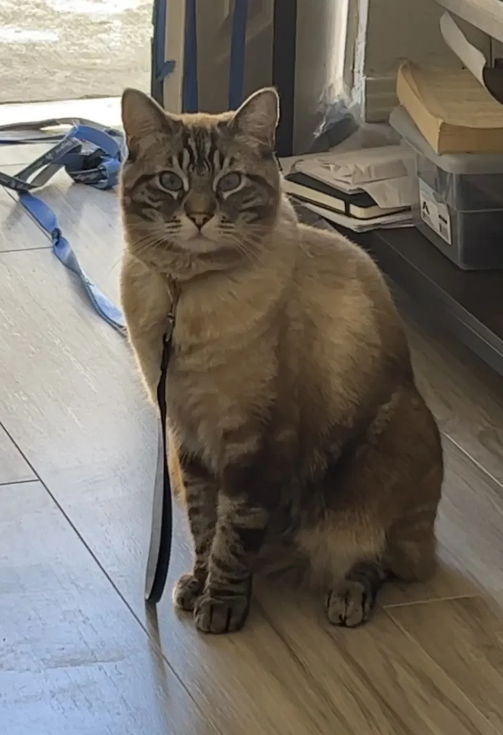 Lost cat in Riverside, CA, 92509