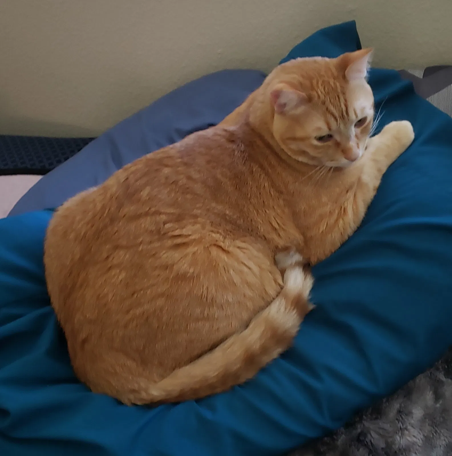 Lost cat in Hempstead, NY, 11550