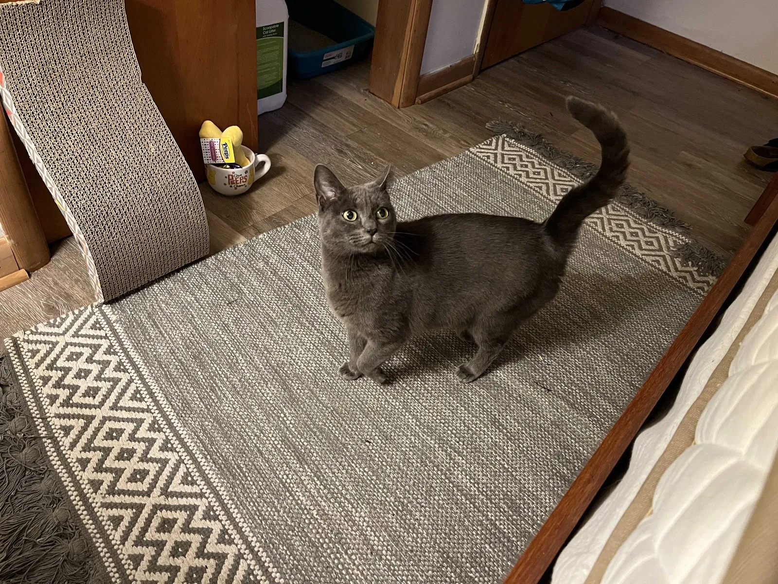 Lost cat in Buffalo, NY, 14214