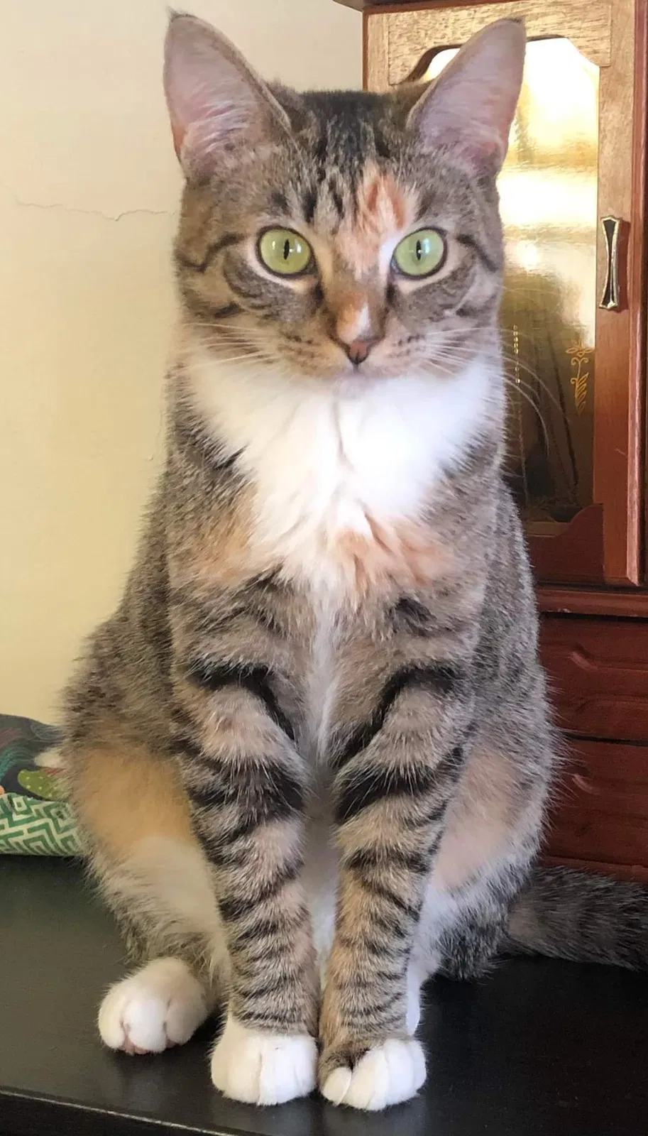 Lost cat in Milwaukee, WI, 53207