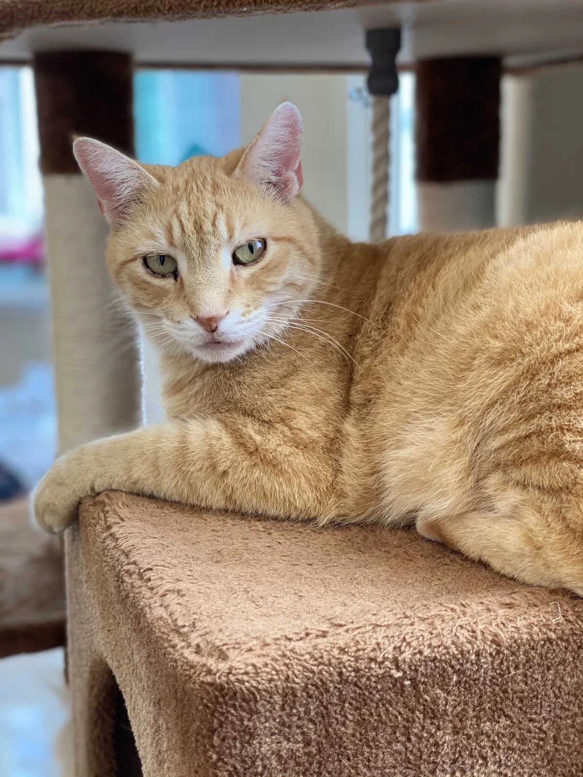 Lost cat in Mckinney, TX, 75069