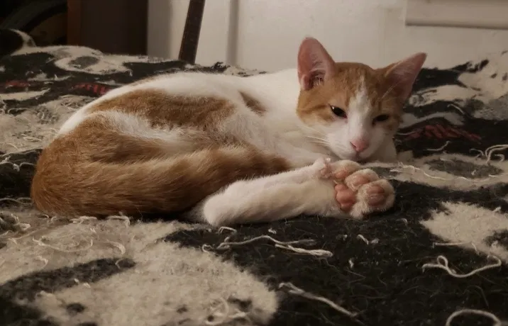 Lost cat in Saint Paul, MN, 55113