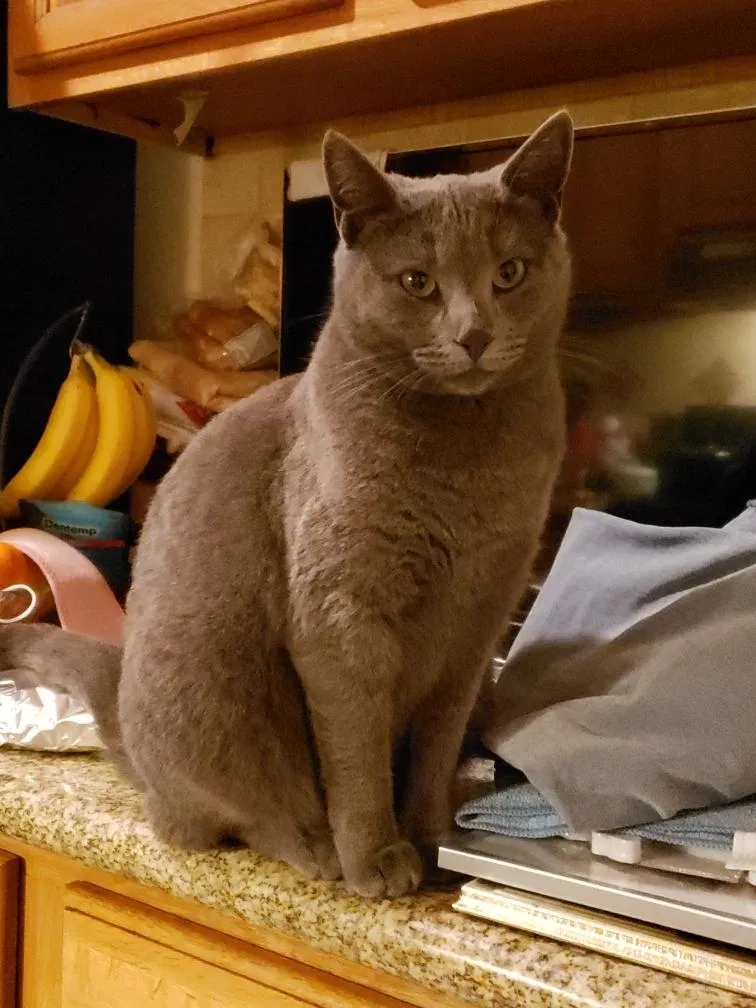 Lost cat in Compton, CA, 90222