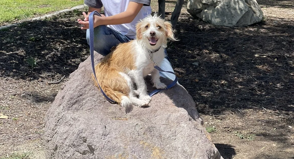 Lost dog in Anaheim, CA, 92801